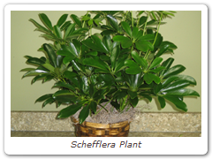 Schefflera Plant
